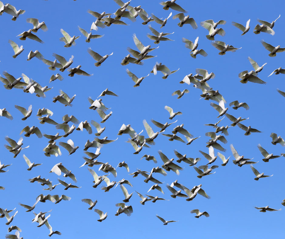 Little Corellas