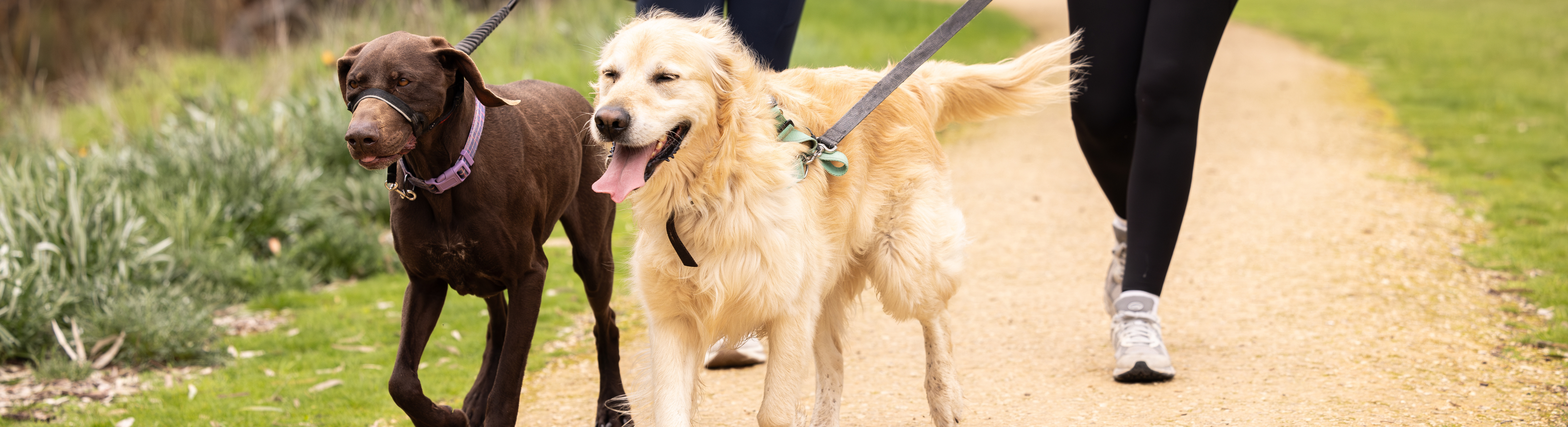 Creek Walk - group walking dog