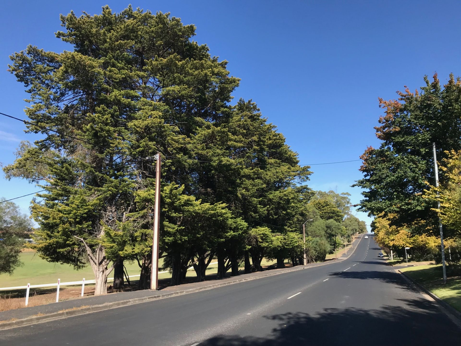Memorial Drive Trees Memorial Drive Trees