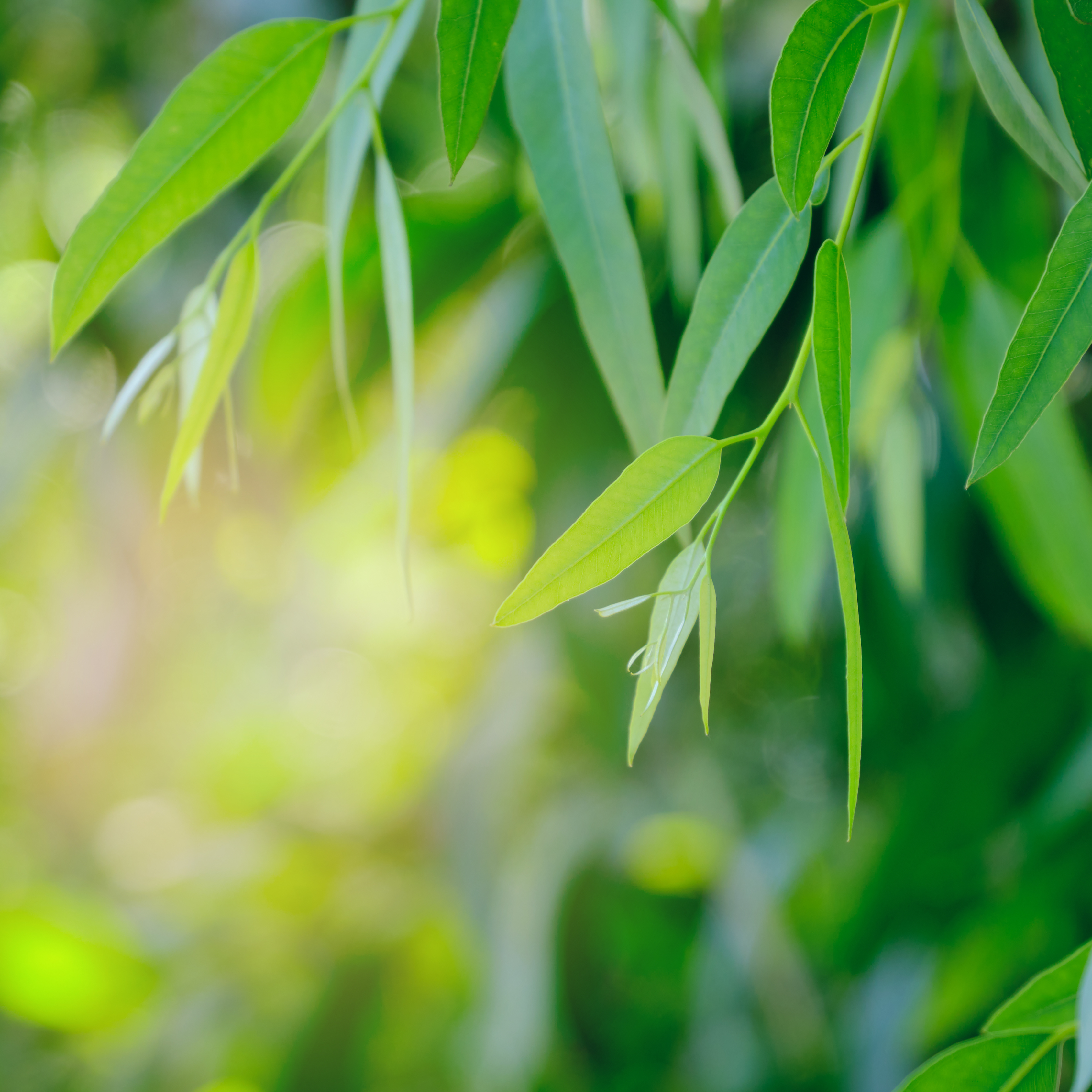 Botanical Working Group